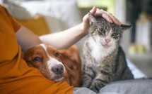Jusqu'où les Français sont-ils prêts à aller pour leurs animaux de compagnie ?