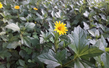 Arnica, une plante aux vertus thérapeutiques millénaires