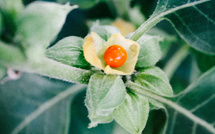 8 raisons d'intégrer l'ashwagandha dans son quotidien