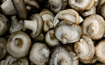 Rentrée 2025 en pleine forme : focus sur le champignon asiatique Shiitake