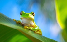 Cancer colorectal : cette bactérie de grenouille élimine 100 % des tumeurs en une seule injection