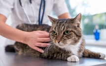 Insuffisance rénale du chat : ce traitement japonais qui fait passer la survie de 20 à plus de 80 %