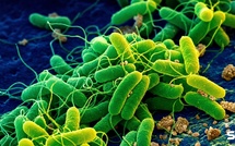 Bactérie carnivore Vibrio : une égratignure au pied, une baignade en mer, l'amputation en 48 heures