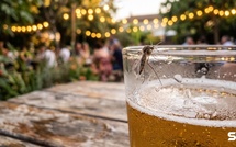 Moustiques et bière : ce détail de l'étude néerlandaise qui vise directement les plus de 60 ans