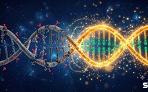 Rajeunissement cellulaire : ces trois gènes conçus pour rajeunir nos cellules vieillissantes 