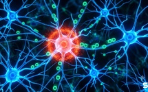 Alzheimer : la propagation de la maladie entre les neurones quasi stoppée chez la souris