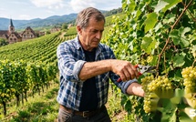 Cumul emploi-retraite : la ministre de l'Agriculture favorable à un retour en arrière sur la réforme