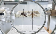 Trente-trois cas de chikungunya en France, cinq de dengue, trente du virus du Nil, et deux moustiques qui se partagent votre jardin