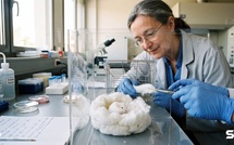 Un nanogel a rendu la mémoire à des souris Alzheimer : en France, la HAS n'a jugé aucun traitement assez efficace pour être remboursé sur votre ordonnance